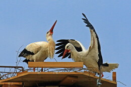 Weißstorch| © Hans-Peter Schönecker