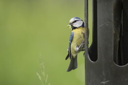 Blaumeise | © Ralph Sturm