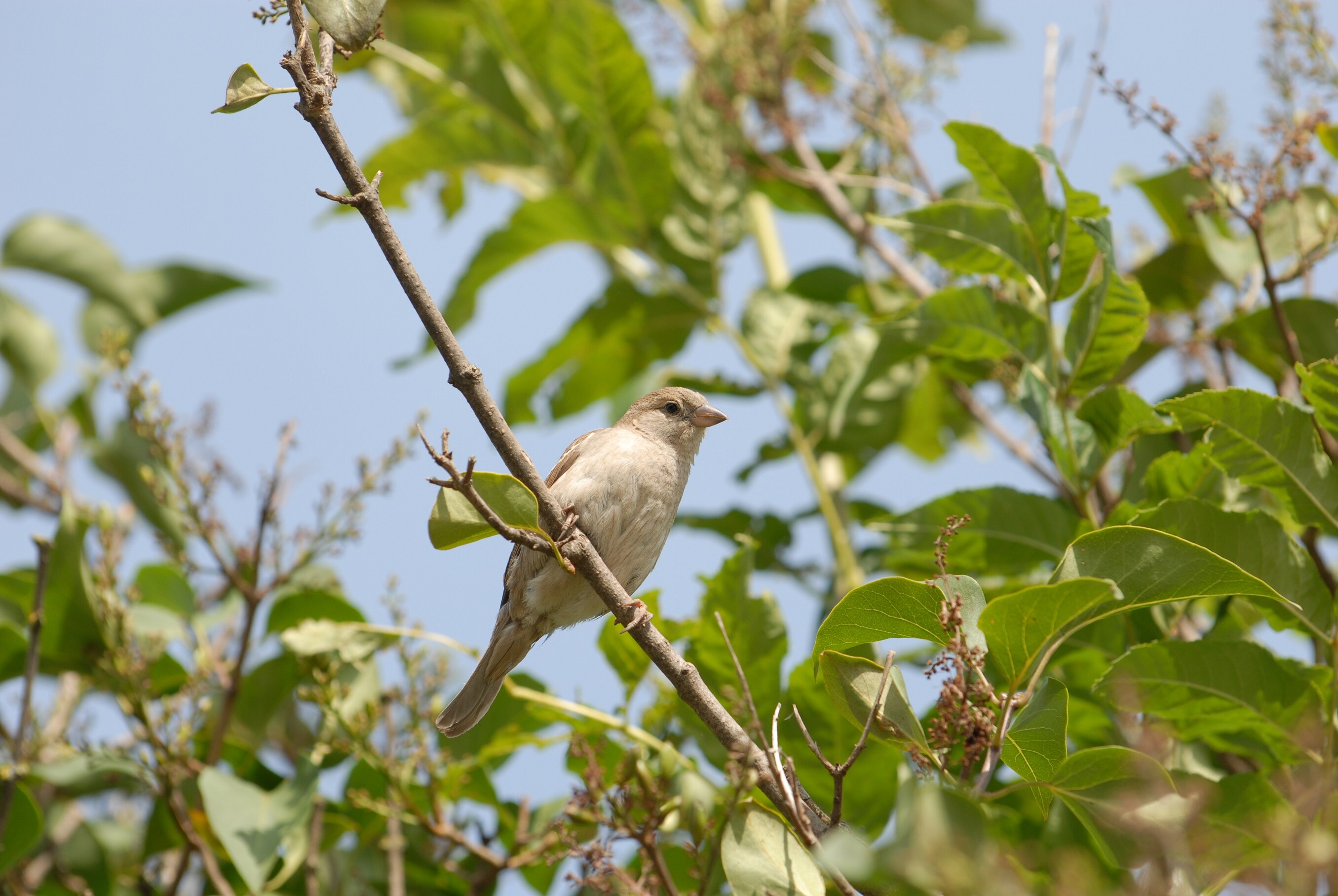 Spatz | © LBV München