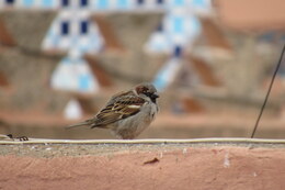 Haussperling | © Lorena Heilmaier