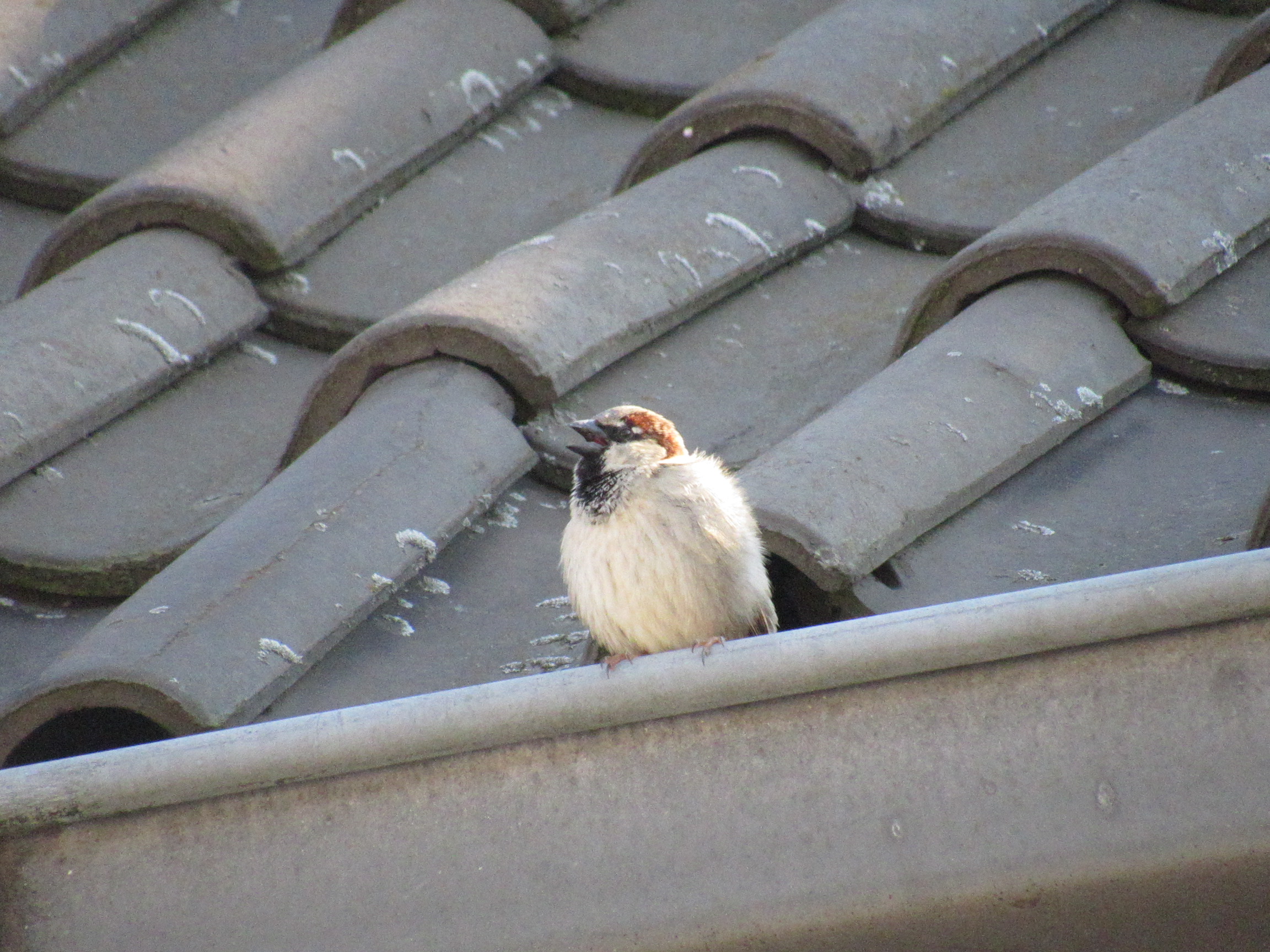 Spatz auf Dachrinne| © Lorena Heilmaier